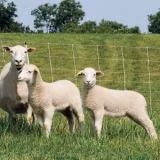 Das elektrische Netz ist an Gefälle und Kurven in schwierigem Gelände anpassbar